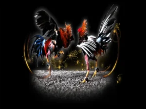 Bí Quyết Chơi Đá Gà Sabong Tại 566Bet Từ Các Sư Kê