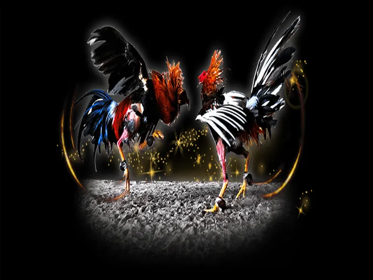 Bí Quyết Chơi Đá Gà Sabong Tại 566Bet Từ Các Sư Kê