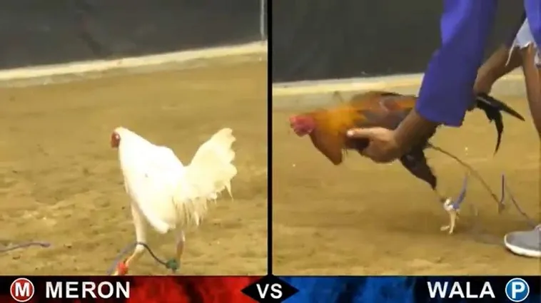 Bí Quyết Chơi Đá Gà Sabong Tại 566Bet Từ Các Sư Kê